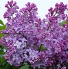 Сирень обыкновенная "Аметист" ( Amethyst) (0,8-1,0 м)