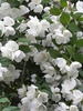 Чубушник виргинский "Virginal" (2года)