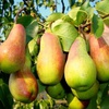 Груша "Талгарская красавица"(осенняя) (4года)