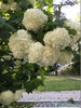 Калина  "Розеум" бульденеж (Viburnum opulus Roseum)