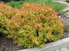 Спирея японская "Файерлайт"(Spiraea japonica 'Firelight')
