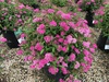 Спирея японская "Энтони Ватерер"(Spiraea japonica “Anthony Waterer”)