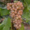 Виноград "Платовский"(ранний)