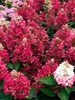 Гортензия "Мэджикал Везувио" (Magical Vesuvio) (от 5 и более)