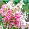 Гортензия метельчатая "Конфетти" (Confetti) (2года)