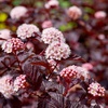 Пузыреплодник  "Диабло" (Physocarpus opulifolius 'Diabolo') (0,6-0,8 м)
