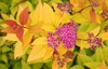 Спирея японская "Файерлайт"(Spiraea japonica 'Firelight')