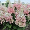 Гортензия метельчатая "Конфетти" (Confetti) (2года)