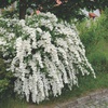 Спирея "Вангутта" (Spiraea x vanhouttei)