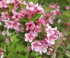 Вейгела "Стириака"(Styriaca)