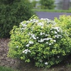 Спирея березолистная "Тор Голд" (Spiraea betulifolia Tor Gold)