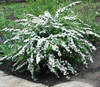 Спирея ниппонская "Сноумаунд" (Spiraea nipponica Snowmound)