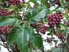Рябина "Ликерная" (Sorbus "Likjornaja")
