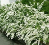 Спирея серая "Грейфшейм"(Spiraea x cinerea Grefsheim)