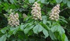 Каштан конский (Aesculus L.) (от 5 и более)