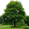 Клен остролистный (Acer platanoides) (0,4 - 0,5)