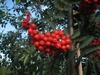 Рябина "Эдулис" (Sorbus aucuparia var. edulis)
