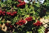 Рябина "Рубиновая" (Sorbus "Rubinovaja)
