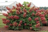 Гортензия метельчатая "Прим Ред" (Prim’red) (3года)