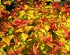 Спирея японская "Файерлайт"(Spiraea japonica 'Firelight')