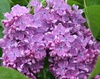 Сирень обыкновенная "Аметист" ( Amethyst) (0,8-1,0 м)