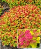 Спирея японская "Голдфлейм"(Spiraea japonica Goldflame)