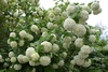 Калина  "Розеум" бульденеж (Viburnum opulus Roseum)