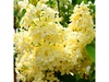 Сирень обыкновенная "Primrose" (Примроуз) (0,8-1,0 м)
