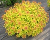 Спирея японская "Голден принцесс"(Spiraea japonica Golden Princess)