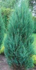 Можжевельник скальный "Блю Эрроу" Juniperus scopulorum «Blue Arrow» (4года)