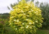 Пузыреплодник  "Лютеус" (Physocarpus opulifolius 'Luteus)