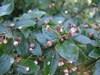 Кизильник блестящий  (Cotoneaster Lucidus)