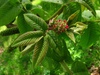 Орех айлантолистный, или Орех Зибольда (Juglans ailantifolia) (от 5 и более)