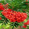 Рябина "Сказочная" (Sorbus aucuparia Skazochnaya)