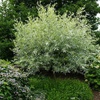 Ива белая шелковистая (Salix alba sericea)