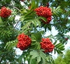 Рябина "Невежинская" (Sorbus Nevezhinskaja)