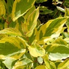 Дёрен белый "Гоучалти" (Cornus alba Gouchaultii)