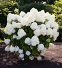 Гортензия метельчатая "Саммер Сноу" (Summer Snow) (2года)