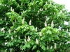 Каштан конский (Aesculus L.) (от 5 и более)
