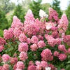 Гортензия метельчатая "Пинк Леди" (Pink Lady) (2года)