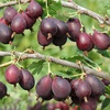 Крыжовник "Сливовый" (фиолет.)