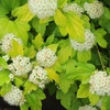 Пузыреплодник  "Лютеус" (Physocarpus opulifolius 'Luteus)