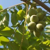 Орех айлантолистный, или Орех Зибольда (Juglans ailantifolia) (от 5 и более)