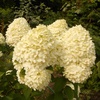 Гортензия метельчатая  "Коттон Крем" (Cotton Cream) (3года)