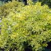 Дёрен белый "Гоучалти" (Cornus alba Gouchaultii)
