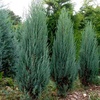 Можжевельник скальный "Блю Эрроу" Juniperus scopulorum «Blue Arrow» (4года)