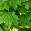 Клен остролистный (Acer platanoides) (0,4 - 0,5)