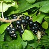 Смородина черная "Чудесница"