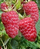 Малина красная "Красная гвардия" ремонтантная