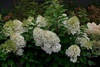 Гортензия  "Геркулес" (Hercules) (3года)